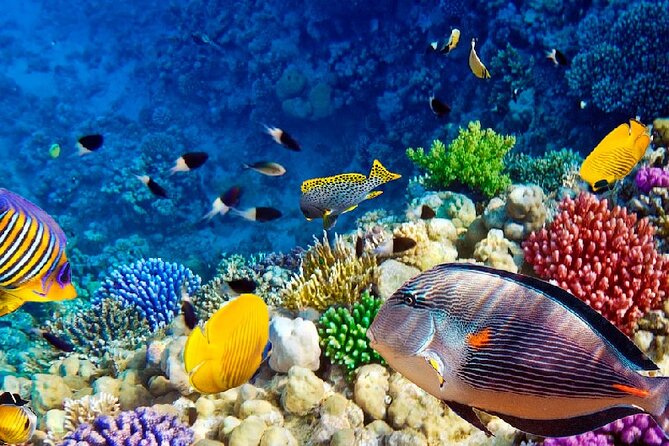 Semi-Submarine Adventure in the Red Sea - Hurghada - Positive Reviews