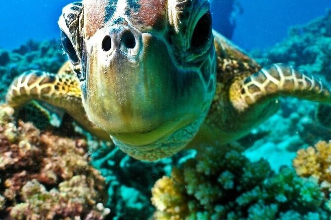 Semi Submarine Tour From Sharm El Sheikh - Recommendations