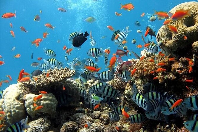 Semi Submarine Trip With Snorkeling & Transfer - Sharm El Sheikh - Duration and Schedule