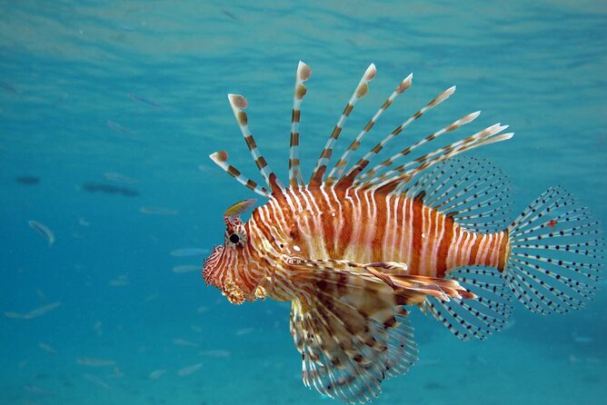 Semi-Submarine Underwater Tour From Hurghada - Good To Know