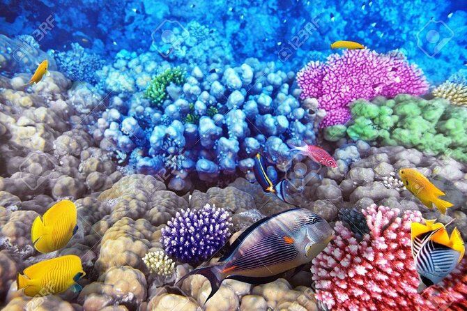 Semi-Submarine Underwater Tour From Hurghada - Travel Information