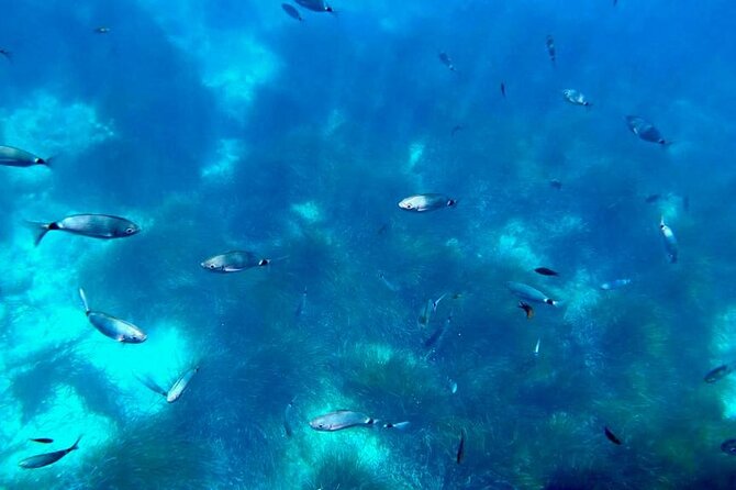 Semi-Submarine: Visit to the Seabed of Porto Bay - Directions