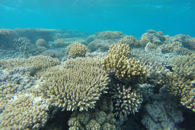 Semi-Submarine With Snorkeling in Red Sea - Pickup and Transportation Details