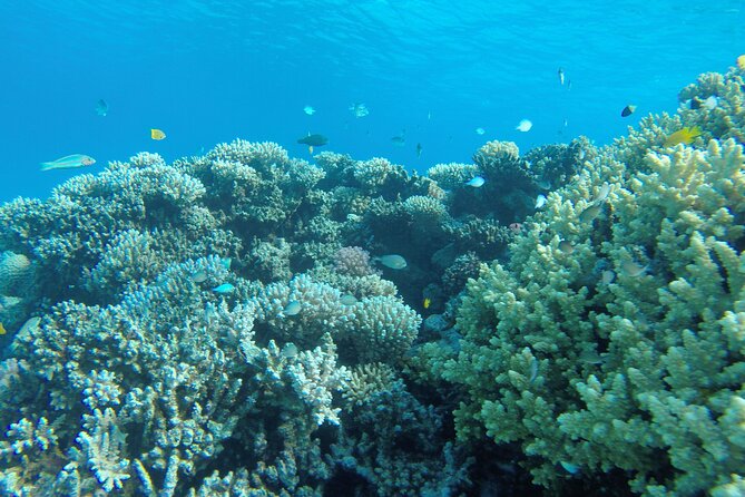 Semi-Submarine With Snorkeling in Red Sea - Booking Details