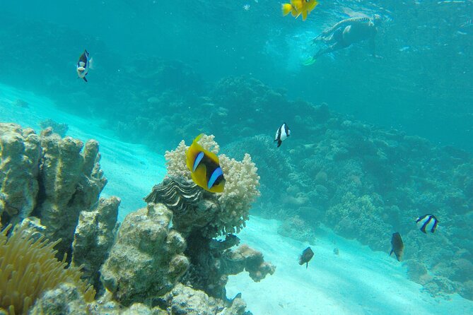 Semi-Submarine With Snorkeling in Red Sea - Weather and Experience Considerations