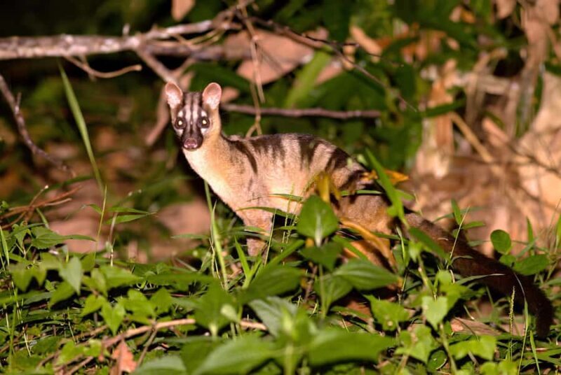 Semporna: 4-Day Maliau Basin Hiking Expedition - The Sum Up: Who Will Love This Tour?