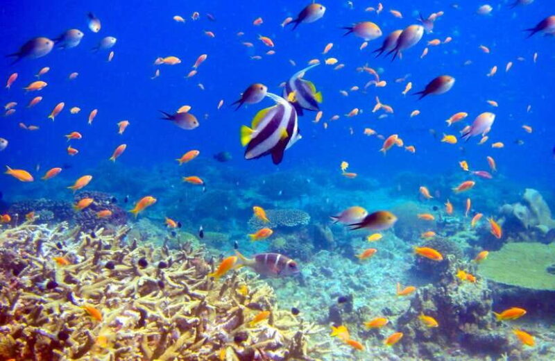 Semporna: Bohey 3 Islands Hike, Snorkel/Dive Tour with Lunch - Practical Tips for Travelers