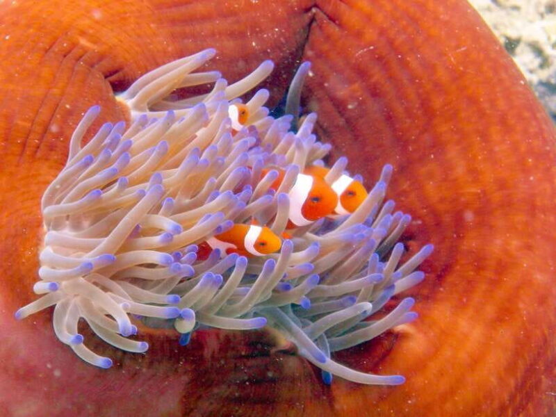 Semporna: Bohey 3 Islands Hike, Snorkel/Dive Tour with Lunch - The Sum Up