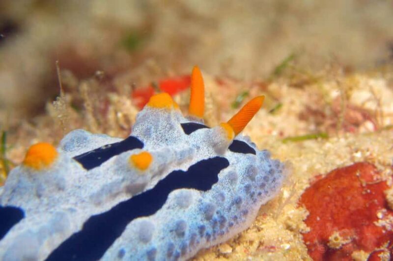 Semporna: Dive Buwan Reef at Night with Dinner & Transfer - The Sum Up: Why Choose the Semporna Night Marine Adventure?