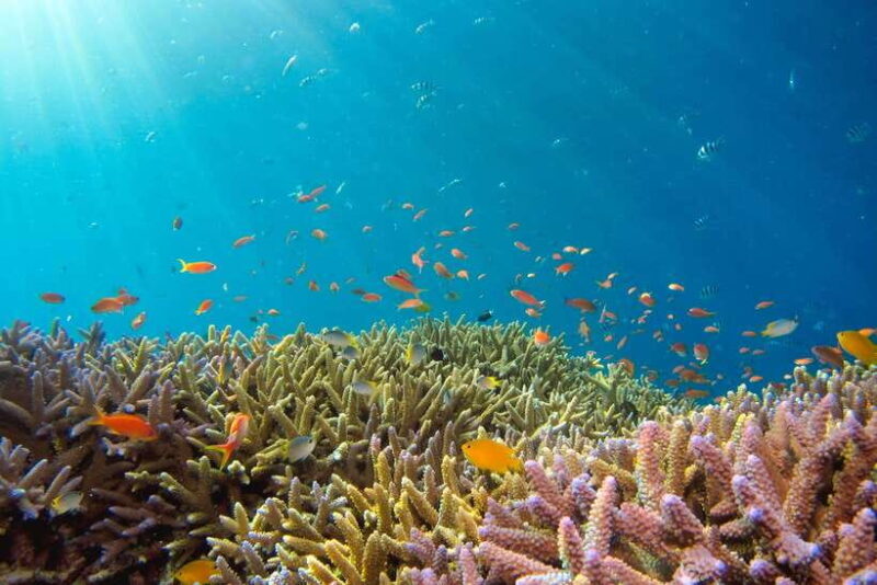 Semporna: Explore 3 Islands Tour Snorkel or Dive & Lunch - FAQ  