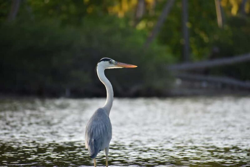 Semporna: Light Fishing & Mangrove Wildlife Cruise Dinner - Final Thoughts