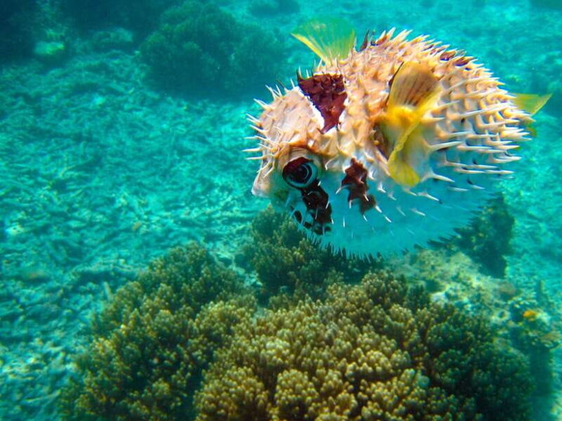 Semporna: Mabul and Kapalai Trip in Snorkel or Dive & Lunch - FAQ