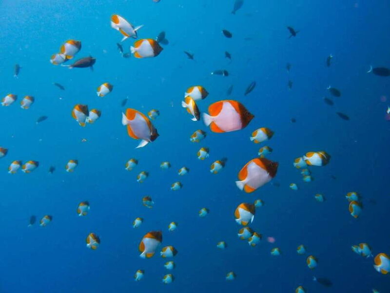 Semporna: Mabul and Kapalai Trip in Snorkel or Dive & Lunch - What’s Included and What To Consider