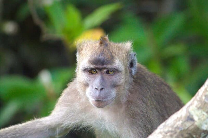 Semporna: Mangrove Cruise, Fireflies, Dinner & Transfer - The Return and Final Thoughts