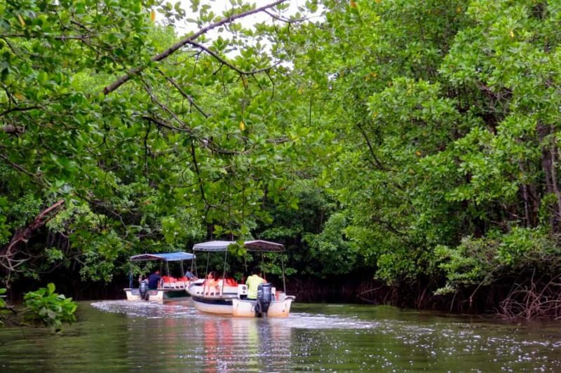 Semporna: Mangrove Cruise, Fireflies, Dinner & Transfer - Good To Know