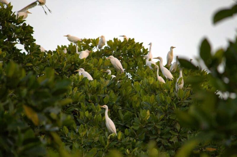 Semporna: Mangrove Cruise, Fireflies, Dinner & Transfer - Who Will Love This Tour?