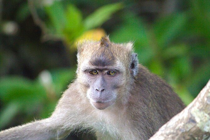 Semporna : Mangrove Cruise, Fireflies, Transfer & Dinner - What Makes This Tour Stand Out?