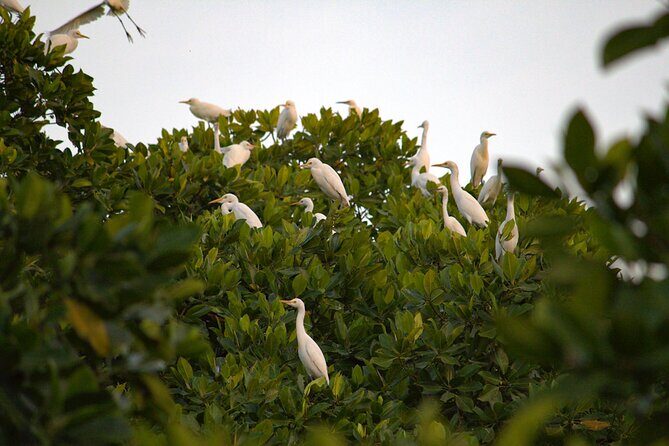 Semporna : Mangrove Cruise, Fireflies, Transfer & Dinner - Practical Tips for Making the Most of Your Tour