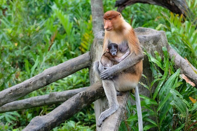 Semporna : Mangrove Cruise, Fireflies, Transfer & Dinner - Final Thoughts