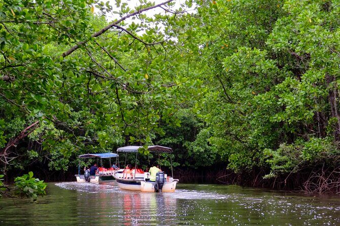 Semporna : Mangrove Cruise, Fireflies, Transfer & Dinner - Good To Know  