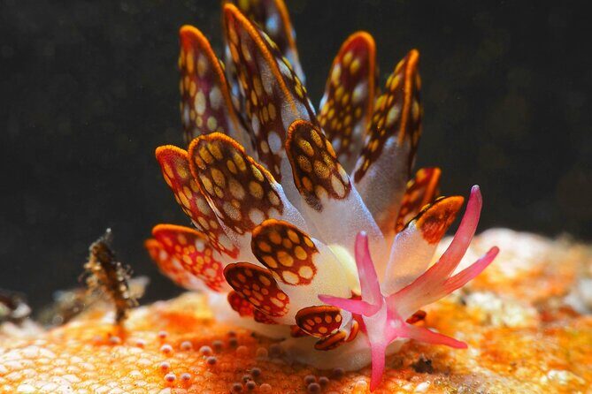 Semporna Night Dive Buwan Reef With Dinner by Boat - Good To Know