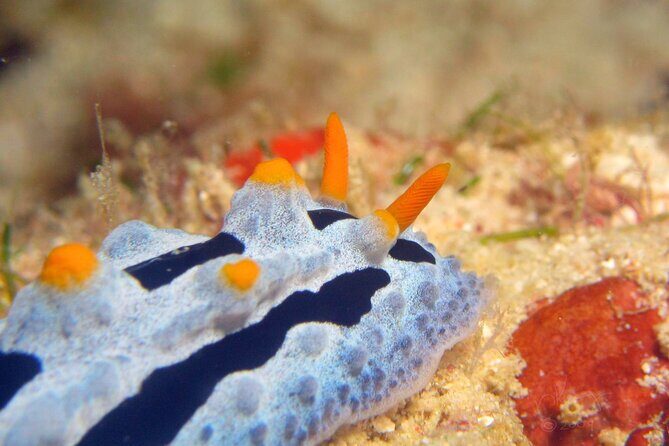 Semporna Night Dive Buwan Reef With Dinner by Boat - FAQs