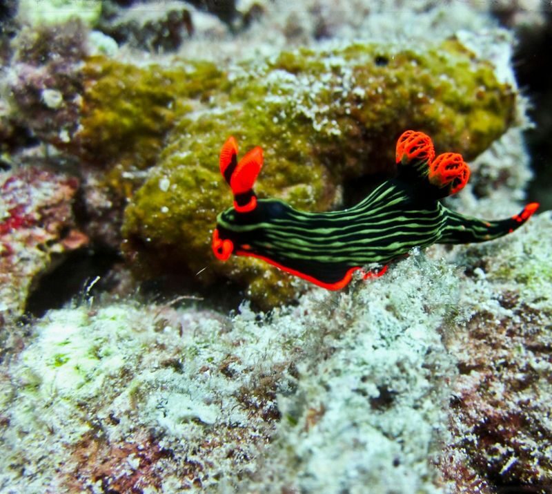 Semporna Tun Sakaran Marine Park Full-Day Snorkeling Tour - Bohey Dulang: a rewarding view, if the weather cooperates