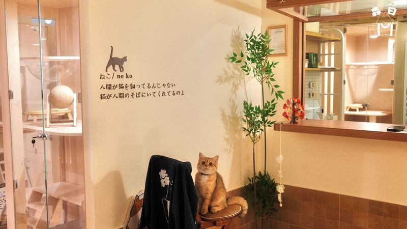 Sen Rich Cat Hotel - Cat Hotel Services | Prince Edward - A cat hotel with a forest-inn idea