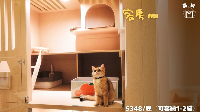Sen Rich Cat Hotel - Cat Hotel Services | Prince Edward - Food, litter, play, and daily care