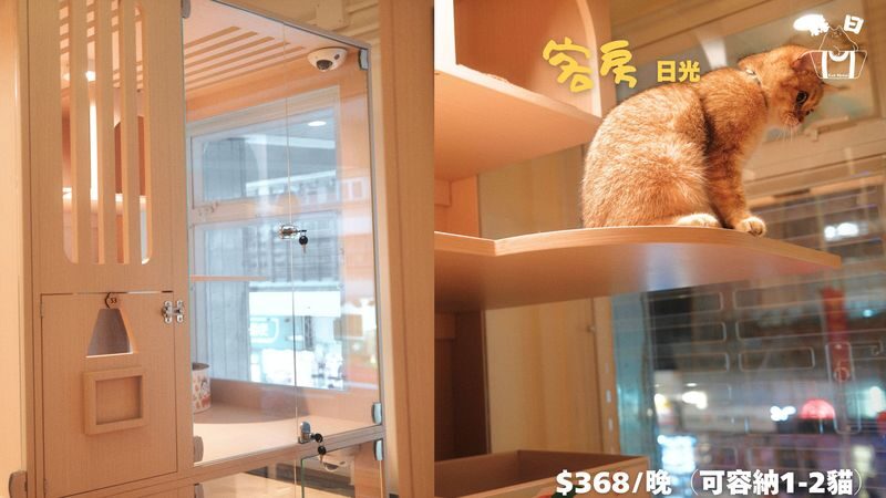 Sen Rich Cat Hotel - Cat Hotel Services | Prince Edward - Choosing among the six room options