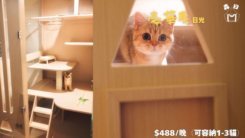 Sen Rich Cat Hotel - Cat Hotel Services | Prince Edward - Location and practical booking details