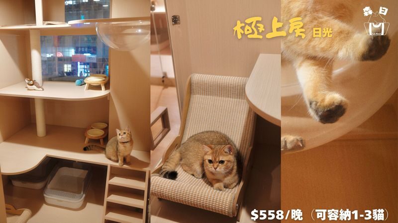 Sen Rich Cat Hotel - Cat Hotel Services | Prince Edward - Should you book Sen Rich Cat Hotel?