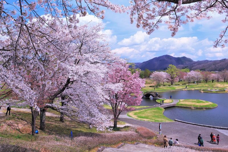 Sendai | Cherry Blossom Season Limited Private Chartered Day Tour | Customizable Itinerary - What the eight-hour schedule really allows