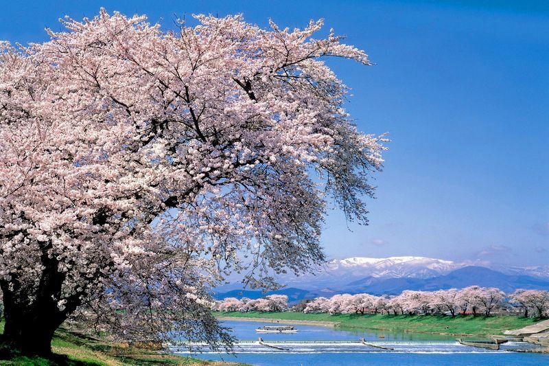 Sendai | Cherry Blossom Season Limited Private Chartered Day Tour | Customizable Itinerary - What the fare covers, and what it does not