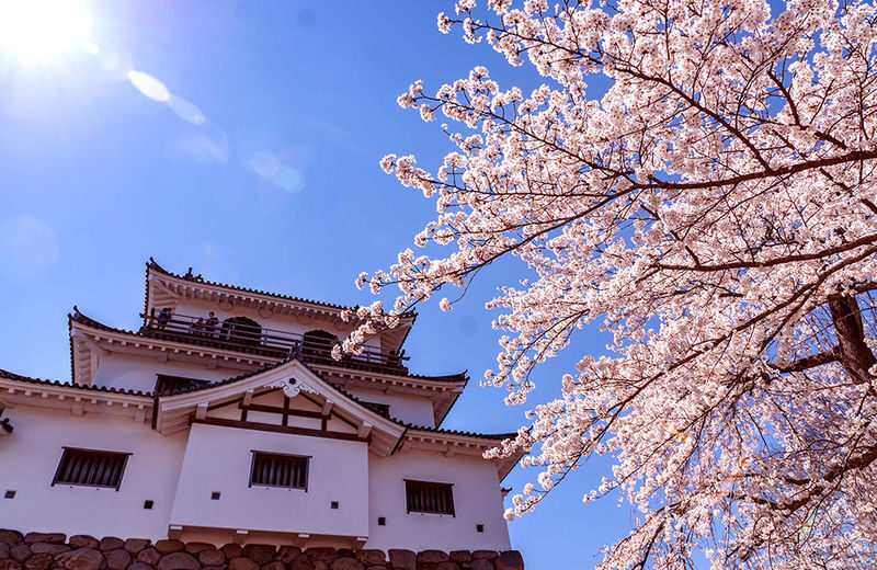 Sendai | Cherry Blossom Season Limited Private Chartered Day Tour | Customizable Itinerary - Small planning choices that protect the day