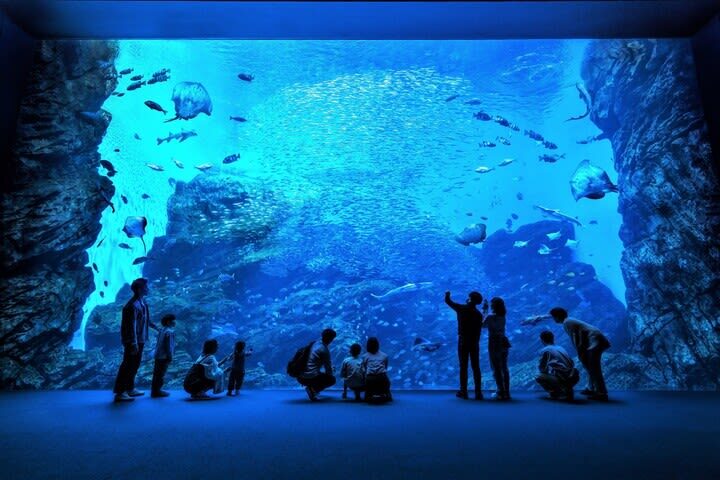 Sendai Umino-Mori Aquarium Ticket - Close views give this aquarium its character