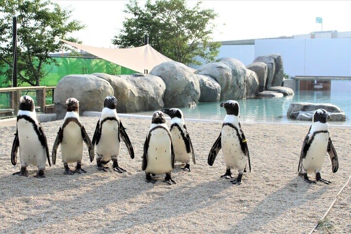 Sendai Umino-Mori Aquarium Ticket - The main tank and its many smaller neighbors