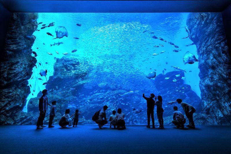 Sendai Umino-Mori Aquarium Ticket - Dolphin and sea lion shows need a little planning