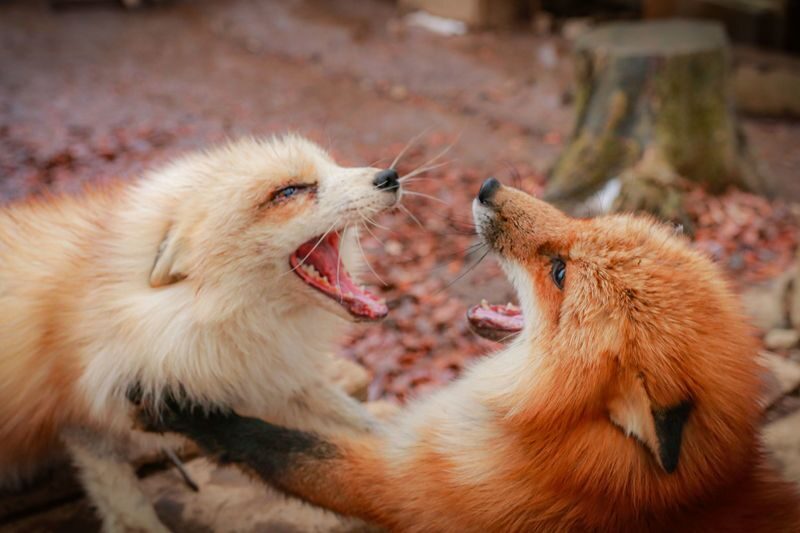 Sendai Zao Fox Village & Ginzan Onsen Full-Day Tour - Five things to know before you go