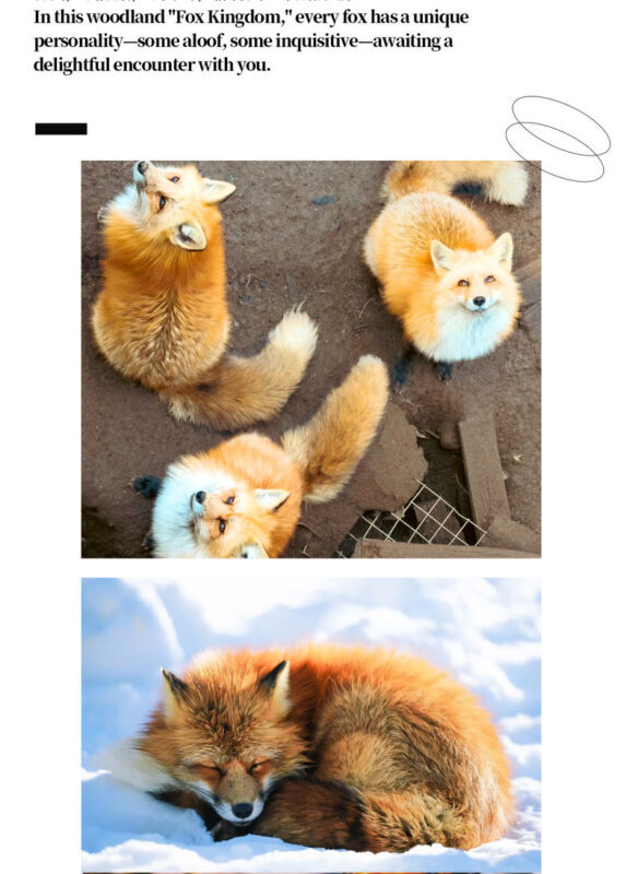 Sendai Zao Fox Village & Ginzan Onsen Full-Day Tour - The ride from Sendai: comfort and coordination
