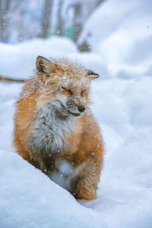 Sendai Zao Fox Village & Ginzan Onsen Full-Day Tour - A long day made easier from Sendai