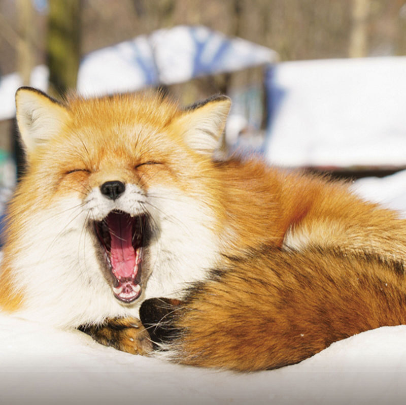 Sendai Zao Fox Village & Snow Monsters Full-Day Guided Tour - What the guide adds to the day