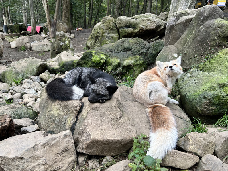 Sendai Zao Fox Village & Snow Monsters Full-Day Guided Tour - Is $124.85 good value?