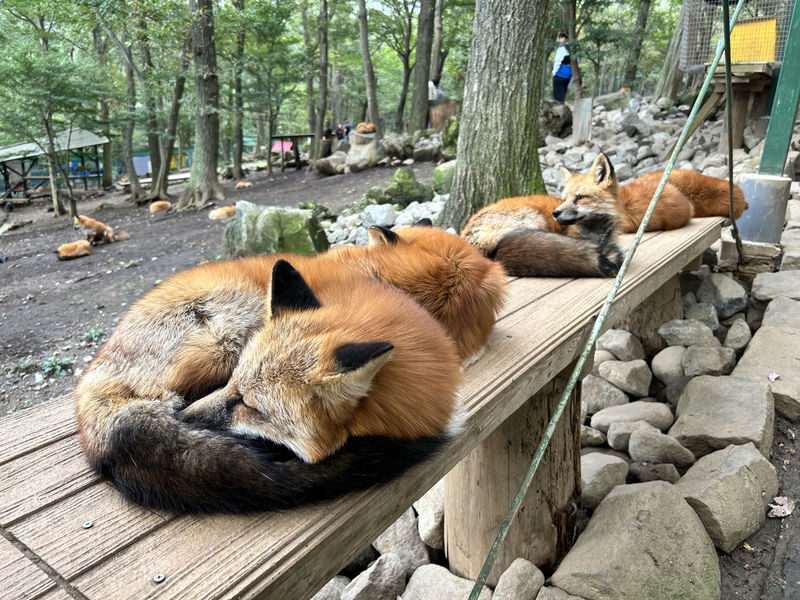 Sendai Zao Fox Village & Snow Monsters Full-Day Guided Tour - Who should book this trip?