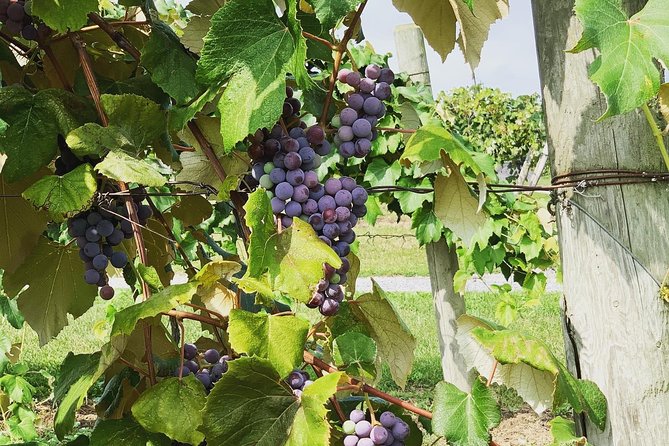 Seneca Lake Wine Tasting & Tour - Tour Details