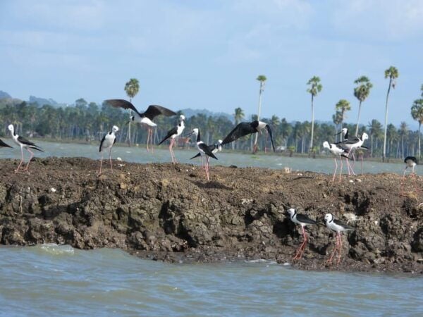 Sengkang: Tempe Lake Floating House Boat Tour With Transfer - Travel Recommendations