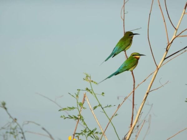 Sengkang: Tempe Lake Floating House Boat Tour With Transfer - Questions You May Have