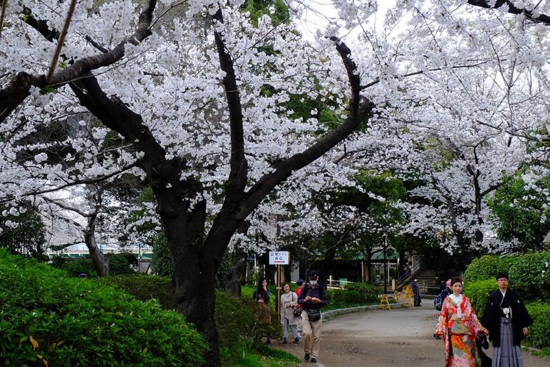 Sensoji Temple & Nakamise Shopping Street Half-day Walking & Street Food Tour - What the guide adds to the walk