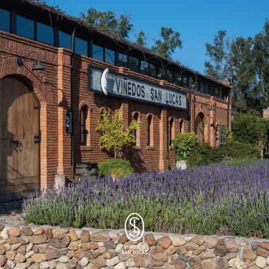 Sensory Wine Tasting Experience at Viñedos San Lucas - Customer Feedback