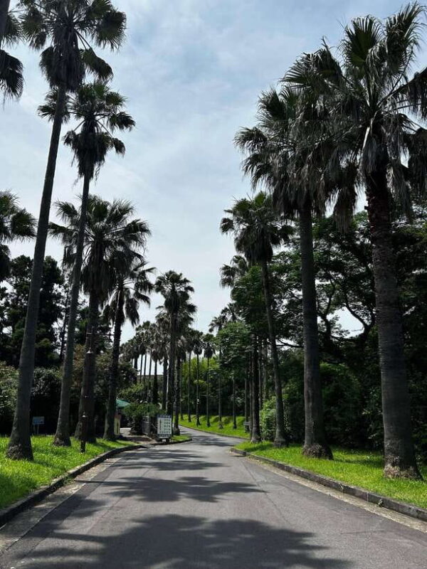 Seogwipo Jungmun Area Walking Tour - What’s Included & What to Consider